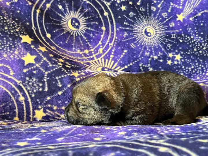 chinook puppy
